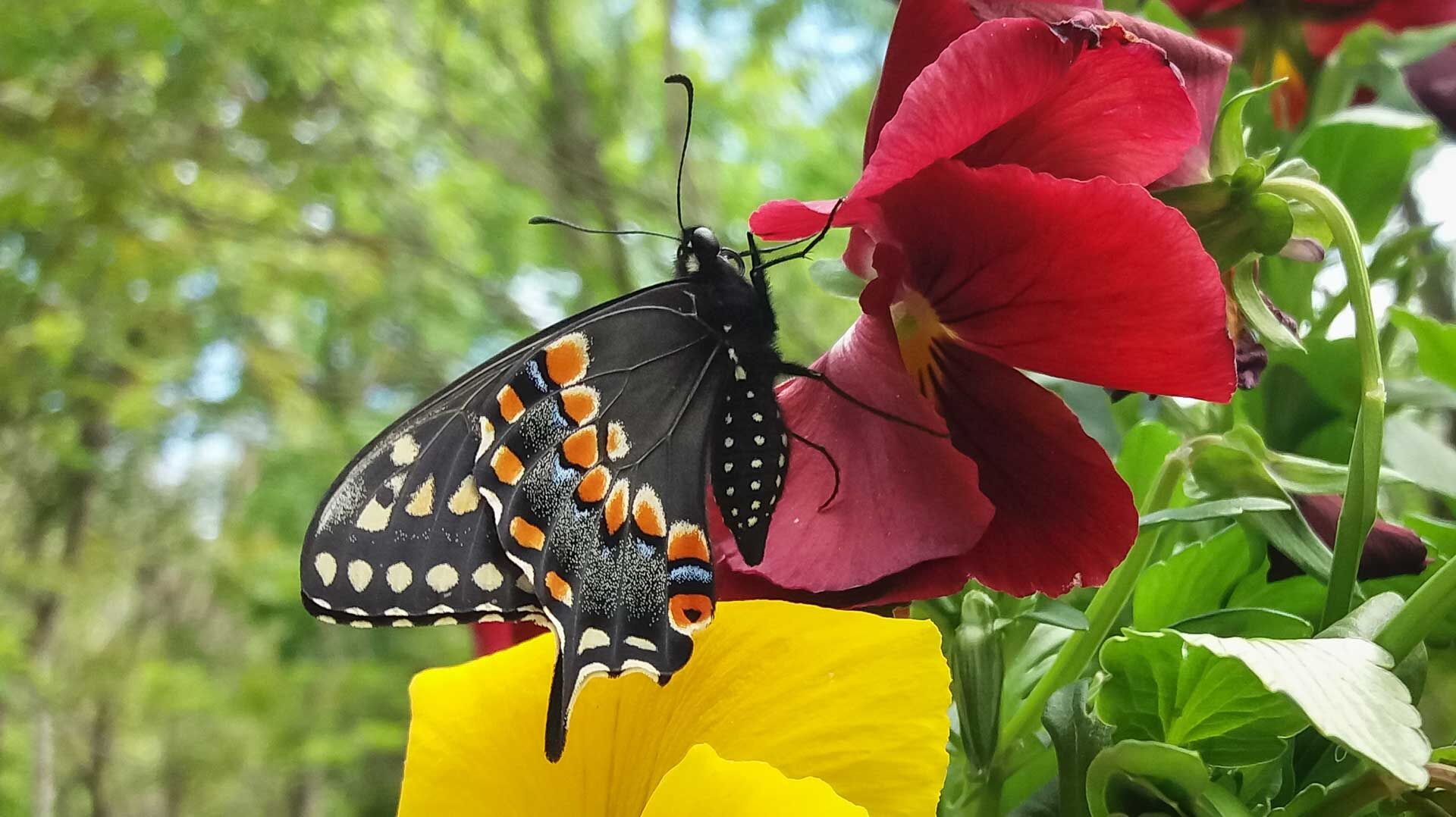 wildButterfly1-4-w-story.jpg